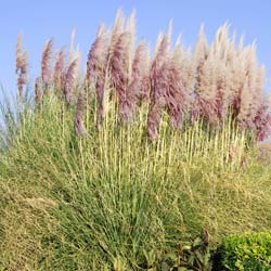 Planta proibida em Portugal-Capim dos Pampas